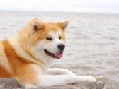 Akita Inu patinas kergimui. - nuotraukos Nr. 5