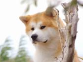 Akita Inu patinas kergimui. - nuotraukos Nr. 6