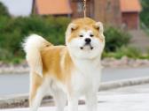 Akita Inu patinas kergimui. - nuotraukos Nr. 7
