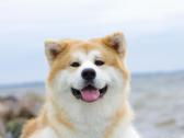 Akita Inu patinas kergimui. - nuotraukos Nr. 8