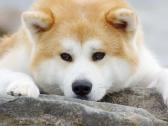 Akita Inu patinas kergimui. - nuotraukos Nr. 9