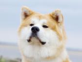 Akita Inu patinas kergimui. - nuotraukos Nr. 10
