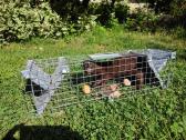 Spąstai gyvūnams (gyvagaudžiai) pardavimas / nuoma - nuotraukos Nr. 11