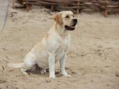 Labradoro retriveris reproduktorius - nuotraukos Nr. 15
