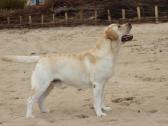 Labradoro retriveris reproduktorius - nuotraukos Nr. 18
