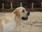 Labradoro retriveris reproduktorius - nuotraukos Nr. 23