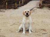 Labradoro retriveris reproduktorius - nuotraukos Nr. 27