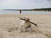 Labradoro retriveris reproduktorius - nuotraukos Nr. 29