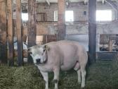 Texel veislės avinai ir avis - nuotraukos Nr. 4