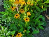 Melsve,rudbekija, silinge,ramune,vilkdalgiai - nuotraukos Nr. 16