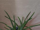 Aloe Vera - nuotraukos Nr. 2