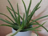 Aloe Vera - nuotraukos Nr. 3