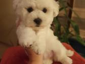 Kilmingi garbanotieji bišonai/ bichon frise - nuotraukos Nr. 17