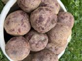 Bulvės į namus - nuotraukos Nr. 7