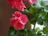 Pelargonija - nuotraukos Nr. 11