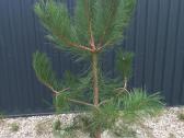Mėlynieji kadagiai, uoliniai kadagiai, blue arrow - nuotraukos Nr. 14