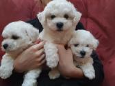 Kilmingi garbanotieji bišonai/ bichon frise - nuotraukos Nr. 13