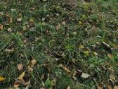 Žolės pjovimas/kelmu nufrezavimas ir kiti darbai - nuotraukos Nr. 21