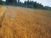 Avižos 150 kviečiai 160 - nuotraukos Nr. 3