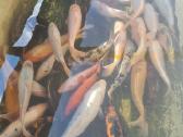 Koi karpis, mailius izuvinimui, zuvys izuvinimui - nuotraukos Nr. 4