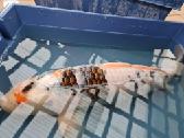 Koi karpis, mailius izuvinimui, zuvys izuvinimui - nuotraukos Nr. 5