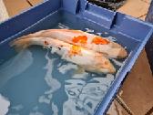 Koi karpis, mailius izuvinimui, zuvys izuvinimui - nuotraukos Nr. 7