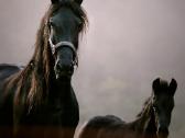 Fryzu zirgai - friesian horses for sale