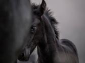 Fryzu zirgai - friesian horses for sale - nuotraukos Nr. 2