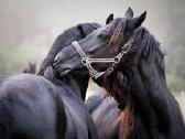 Fryzu zirgai - friesian horses for sale - nuotraukos Nr. 3