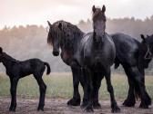 Fryzu zirgai - friesian horses for sale - nuotraukos Nr. 4