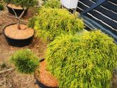 Formuoti Bonsai bonsas juodosios pušies bonsai - nuotraukos Nr. 20