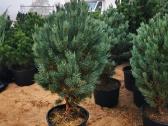Formuoti Bonsai bonsas juodosios pušies bonsai - nuotraukos Nr. 8