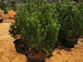 Formuoti Bonsai bonsas juodosios pušies bonsai - nuotraukos Nr. 21