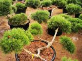 Formuoti Bonsai bonsas juodosios pušies bonsai - nuotraukos Nr. 23