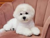 Kilmingi garbanotieji bišonai/ bichon frise - nuotraukos Nr. 23