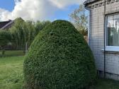 Medžių pjovimas-genėjimas-gyvatvorių karpymas - nuotraukos Nr. 24