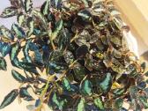 Kambarinė gėlė"pellionia repens". - nuotraukos Nr. 3