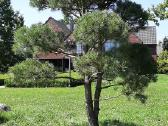 Parduodamos Juodosios pušys ir Paprastos pušys - nuotraukos Nr. 17