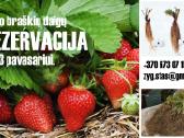 Braškių Daigai, Sertifikuoti iš Olandijos - nuotraukos Nr. 4