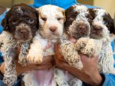 Nuostabieji Lagotto Romagnolo (Romanijos Vandens) - nuotraukos Nr. 5