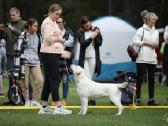 Kilmingi labradoro Retriveriai Angelų Rojus - nuotraukos Nr. 5