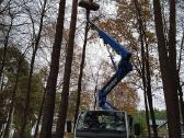 Arboristas. Medžių pjovimas, kelmų naikinimas - nuotraukos Nr. 2