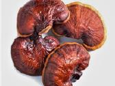 Džiovinti Reishi grybai 50gr 100gr
