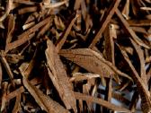 Džiovinti Reishi grybai 50gr 100gr - nuotraukos Nr. 2