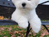 Kilmingi garbanotieji bišonai/ bichon frise - nuotraukos Nr. 11
