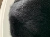 Audinės kailio kepurė - nuotraukos Nr. 4