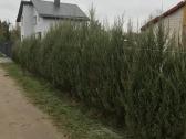 Medžių, krūmų, gyvatvorių pjovimas, genėjimas - nuotraukos Nr. 3