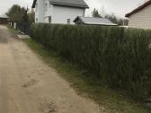 Medžių, krūmų, gyvatvorių pjovimas, genėjimas - nuotraukos Nr. 4
