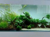 Akvariumų klijavimas, įrengimas, priežiūra - nuotraukos Nr. 34