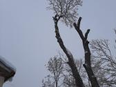 Aukštalipiai,medžių pjovimas,kelmų naikinimas.